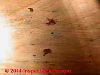 Photo of mold on subfloor over crawl space, plywood (C) Daniel Friedman