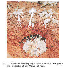 Termite cultivated mushroom bloom - Ohkuma 2001 cited & discussed at InspectApedia.com 