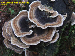 Trametes versicolor polypore fungus illustrated at Wikipedia.com December 2021, described as possible fungus found growing on wood shingle siding at InspectApedia.com