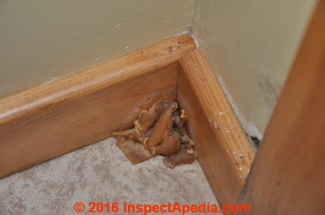 Floor trim mushroom mold (C) InspectApedia
