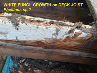White mold growth on old deck joist - white rot photograph (C) InspectApedia.com Karen Caron