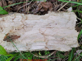 White wood rot found in an outdoor tree-fall (C) Daniel Friedman