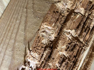 White rot wood destroying fungus (C) InspectApedia.com  Agbayaa