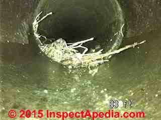 More root invasion in the sewer line found with sewer video camera (C) Daniel Friedman Lee Shields