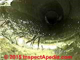 Roots entering a sewer pipe at a joint (C) Daniel Friedman L Shields