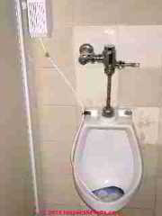 Flushometer valve operated urinal (C) Daniel Friedman