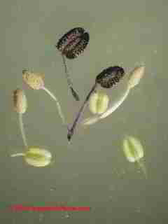 de Caen variety Anemone flowers and their pollen (C) Daniel Friedman