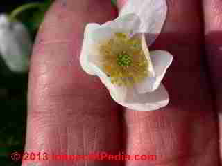 de Caen variety Anemone flowers and their pollen (C) Daniel Friedman