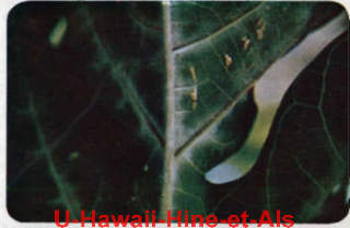 Powdery mildew on papaya life - Hine et als, in Disease of Papaya, Hawaii Agricultural Experiment Station 1965, cited & discussed at InspectApedia.com