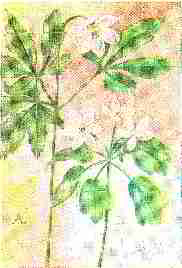 Wood Anemone New York Wildflower (C) InspectApedia