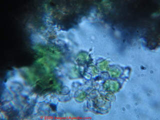 Green algae on an EPDM roof, under the microscope at 1200x (C) Daniel Friedman at InspectApedia.com
