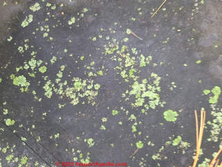 Lichens growing on an EPDM roof in New York (C) Daniel Friedman at InspectApedia.com