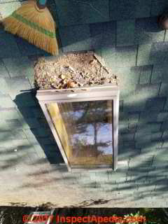 Sweeping off accumulated hemlock and leaf debris from a Two Harbors MN roof (C) Daniel Friedman