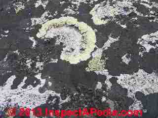 Lichens growing on rock in Iceland (C) Jennifer Church InspectApedia.com