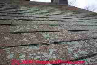Lichens growth on an asphalt shingle roof (C) Daniel Friedman