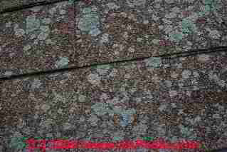 Lichens on a roof (C) Daniel Friedman