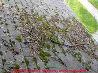 Photograph of mossy growth on asphalt roof shingles