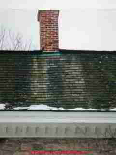 Mossy roof cleaned by copper runoff (C) Daniel Friedman