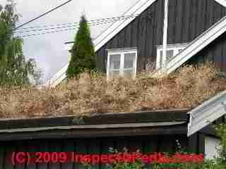 Sod roof (C) Daniel Friedman