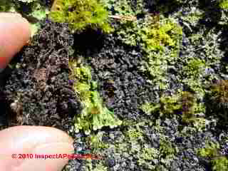 Moss damage on an asphalt shingle (C) Daniel Friedman