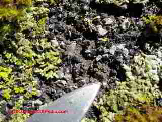 Moss damage on an asphalt shingle (C) Daniel Friedman