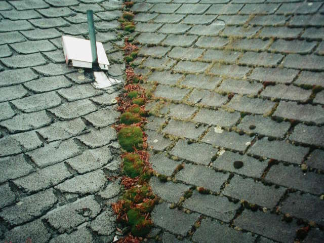 moss out for roofs plant safety