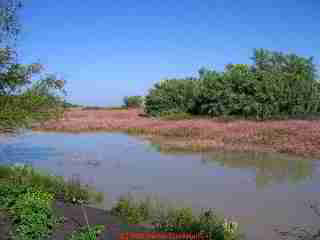 Constructed Wetlands, San Miguel de Allende, Guanajuato Mexico, from el Charco del Ingenio botanical garden, by the author, August 2006