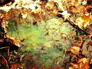 Photograph of green septic dye.