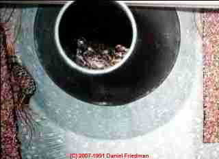 Photograph of a plumbing vent blocked by a visiting frog