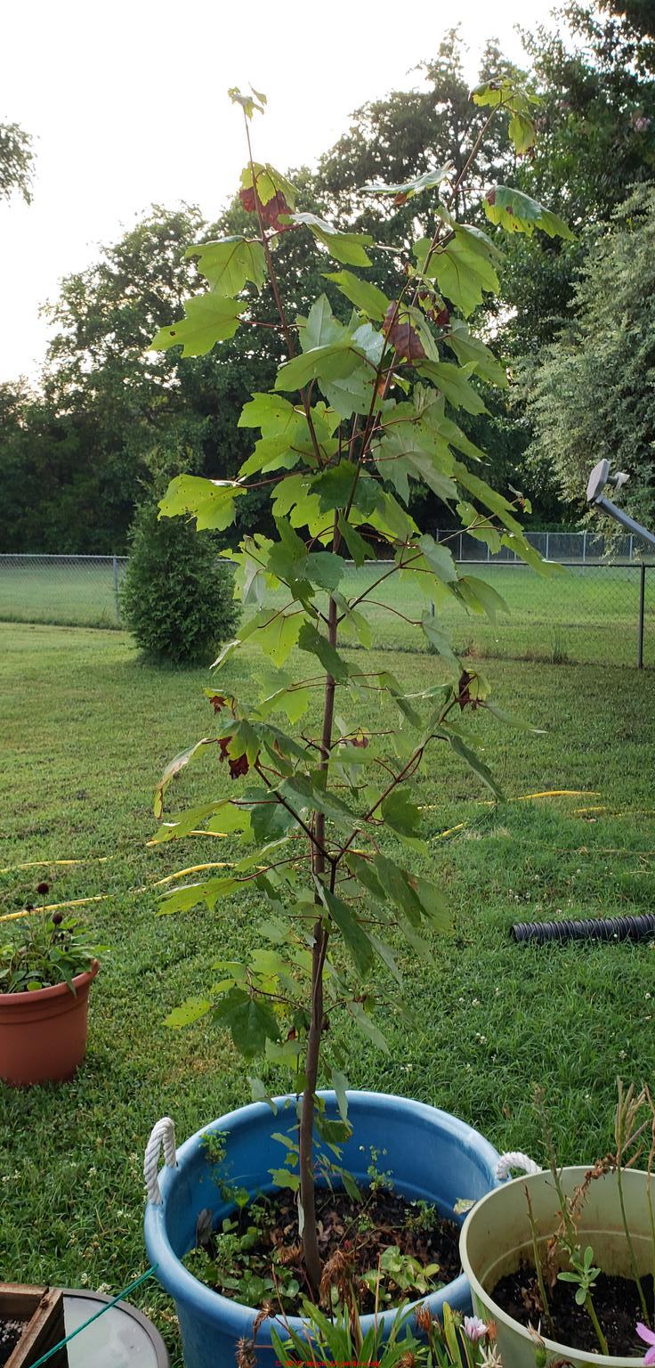 japanese red maple planting instructions