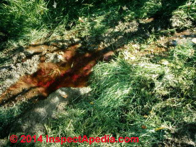 Septic dye stains pre-existing septic breakout in the wet area of a yard downslope from th septic soak beds (C) Daniel Friedman