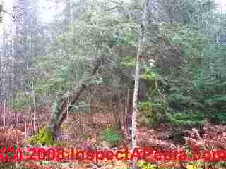 Photo of a forest: Heavy trees means unlikely area for a septic field