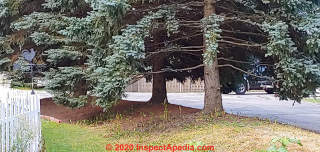 Spruce Trees growing directly over a septic drainfield (C) Inspectapedia.com Elmer