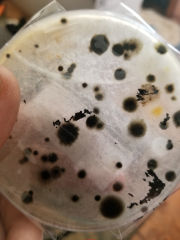 Mold culture test results (C) InspectApedia.com CH