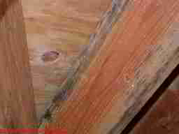 Photograph: mold hidden behind basement wall paneling