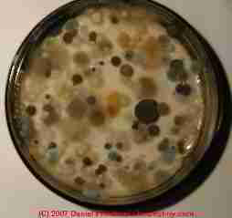 Mold culture plate (C) Daniel Friedman