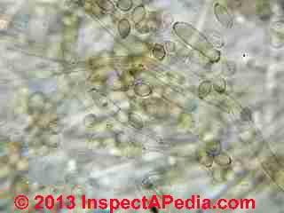 Cladosporium growiing on dilute lemon water unsweetened (C) Daniel Friedman