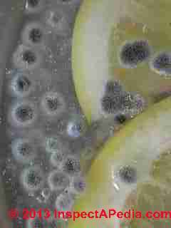 Cladosporium growiing on dilute lemon water unsweetened 