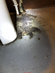 Mold & sewage contamination in basement (C) Inspectapedia.com Arica