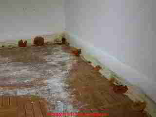 Gul svamp på mattor och golvlister inomhus - Daniel Friedman04-11-01