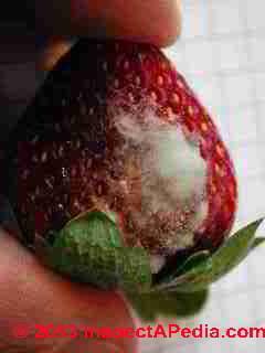 Mold on strawberry (C) Daniel Friedman