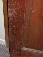 White Mold on an interior door