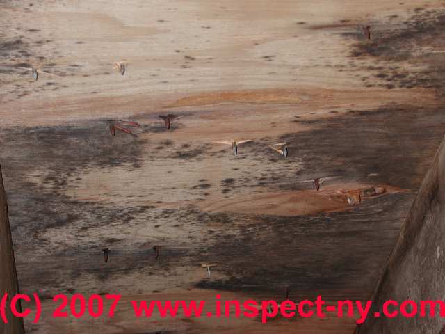 Attic Mold What Does Mold In Attics Look Like Photographs Of