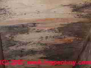 Photograph: toxic mold on pine tongue and groove roof sheathing - © Daniel Friedman