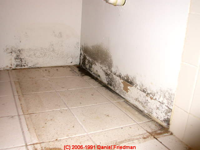 How to Kill Toxic Mold - is Dead Mold Dangerous? a chapter of the Mold  Action Guide: What to Do About Toxic or Allergenic Mold in buildings