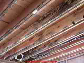 Cosmetic Black Mold on building framing - Daniel Friedman 04-11-01