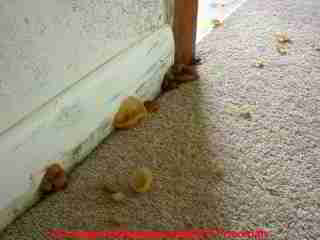 Yellow tan mushrooms growing on carpet and mushrooms growing on floor baseboard trim indoors (C) Daniel Friedman at InspectApedia.com