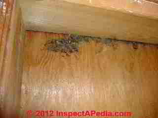 Carpenter ant infestation evidence © Daniel Friedman at InspectApedia.com