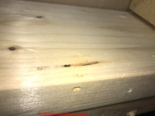 carpenter ant holes (C) InspectApedia.com Oboy