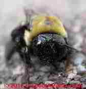 Carpenter bee activity indicator © Daniel Friedman at InspectApedia.com
